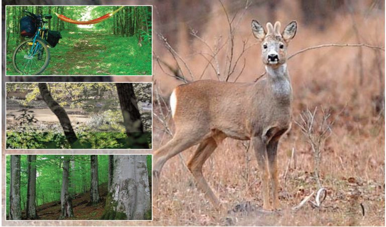 Cele mai frumoase păduri din județul  Satu Mare: Oaze de natură și liniște