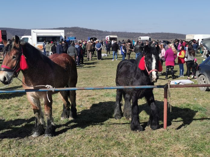 Protecția animalelor a aplicat amenzi uriașe la târgul de cabaline organizat în localitatea Beltiug.