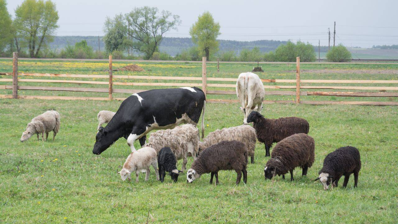 DSVSA Satu Mare a efectuat 87 de controale în exploatații profesionale și non profesionale din județul Satu Mare.