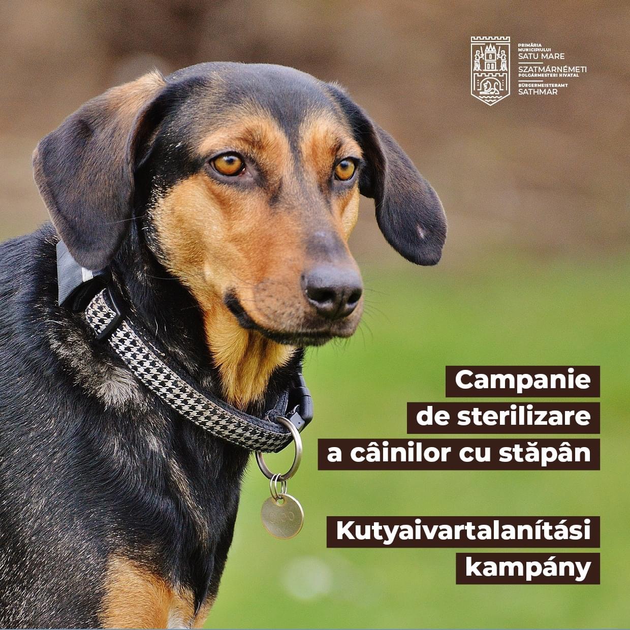 Campania de sterilizare a câinilor cu stăpân care aparțin rasei comune sau a metișilor acestora continuă