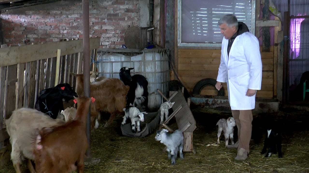 Amenzi drastice aplicate de medicii veterinari în ferme și gospodări pentru nerespectarea legislației