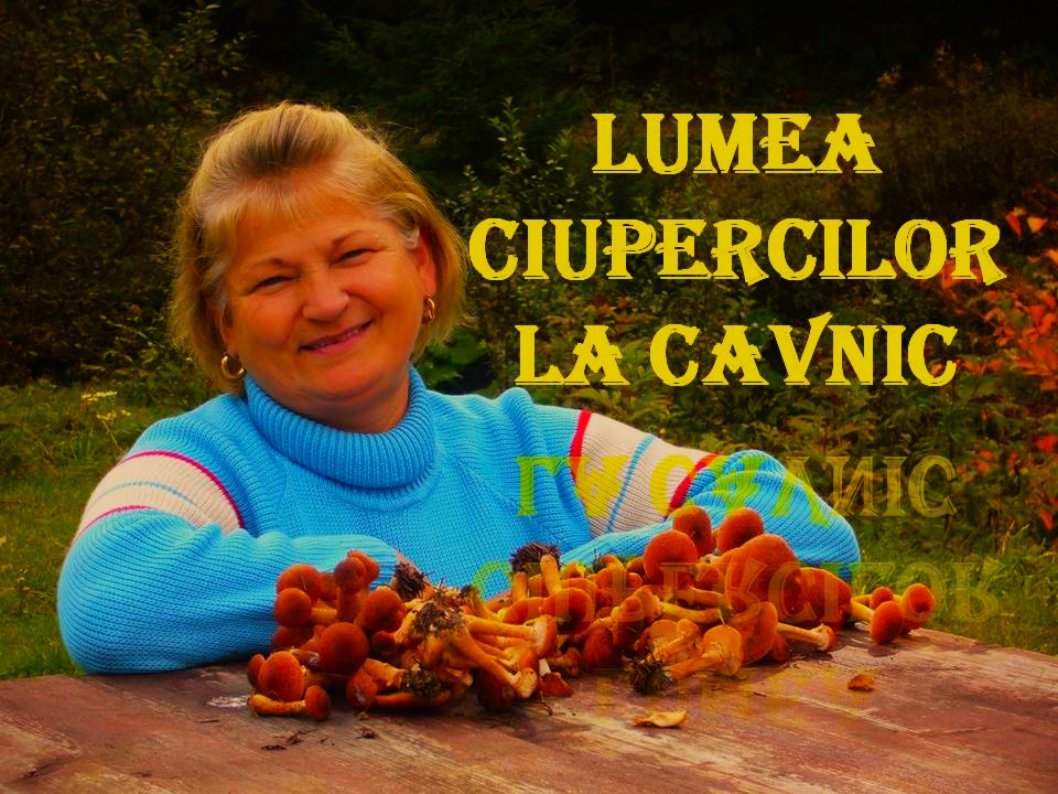 VERTICALI PENTRU ROMÂNIA: DINCOLO DE NUANȚELE GÂNDURILOR