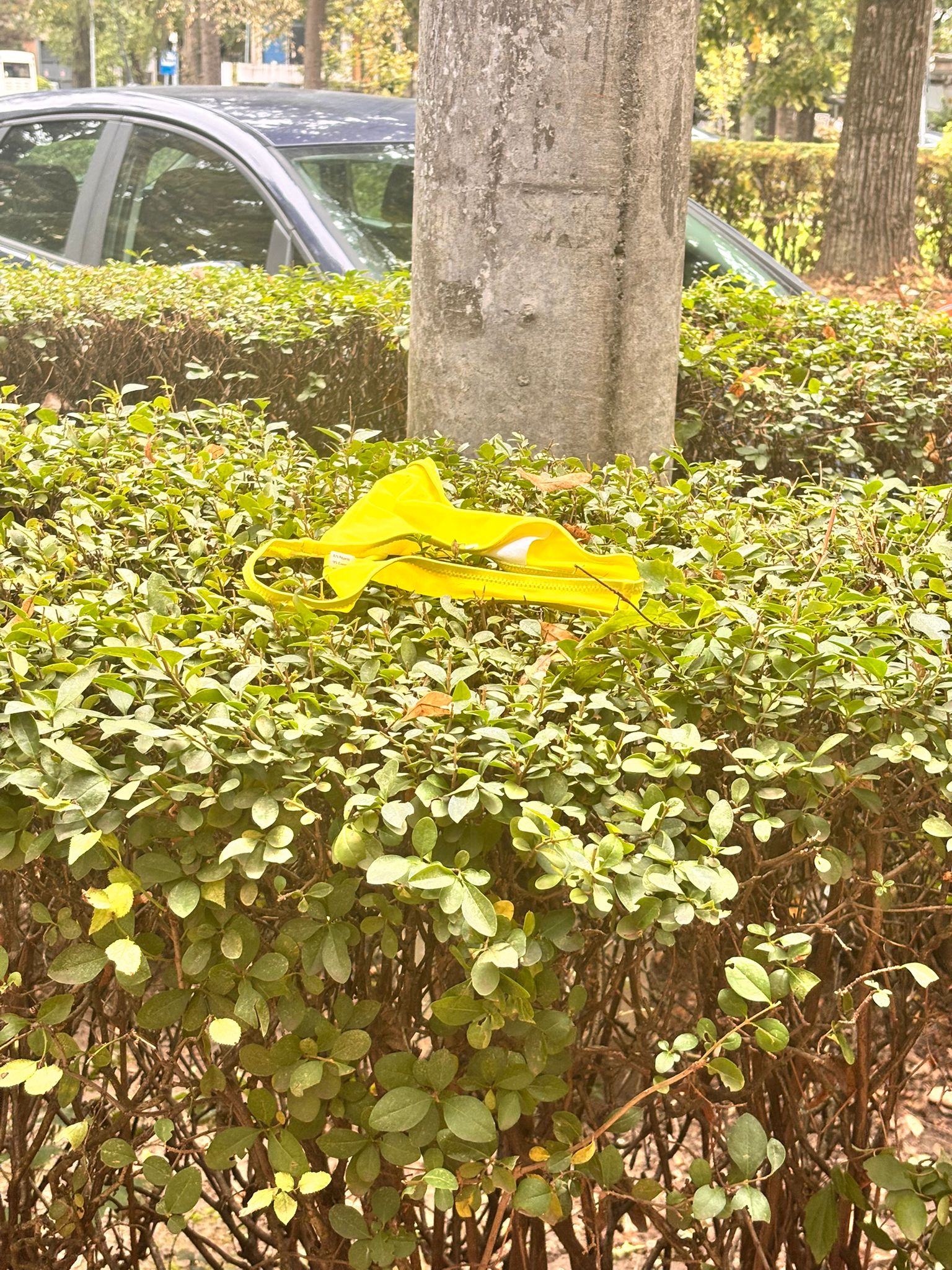 Bikinii cresc pe garduri în Satu Mare