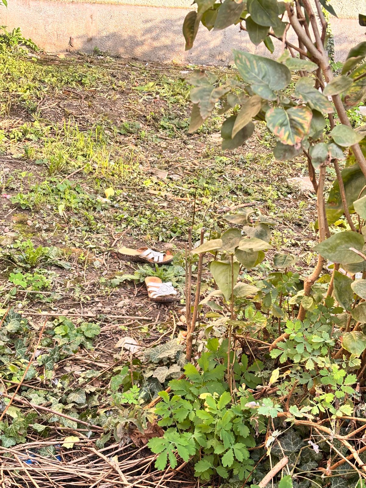 Cenușăreasă de Satu Mare