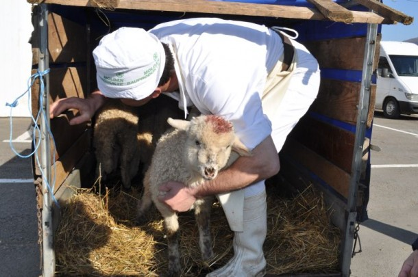 Controale pentru reducerea evoluției Influenței Aviară efectuate de DSVSA Satu Mare