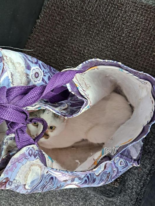 FOTO. INCREDIBIL! Pisică abandonată de un sătmărean într-un autobuz Transurban