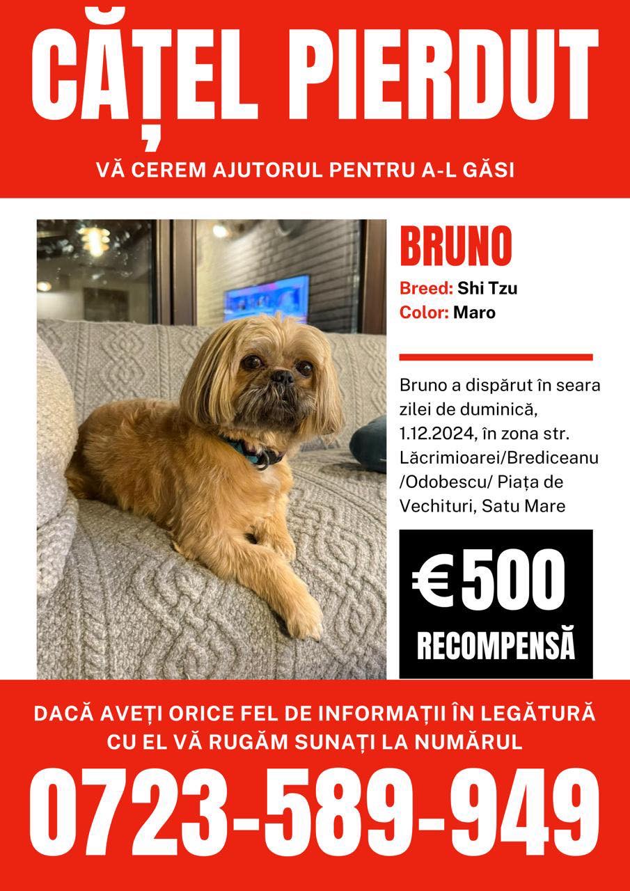 Cățel pierdut în zona Pieței de Vechituri!