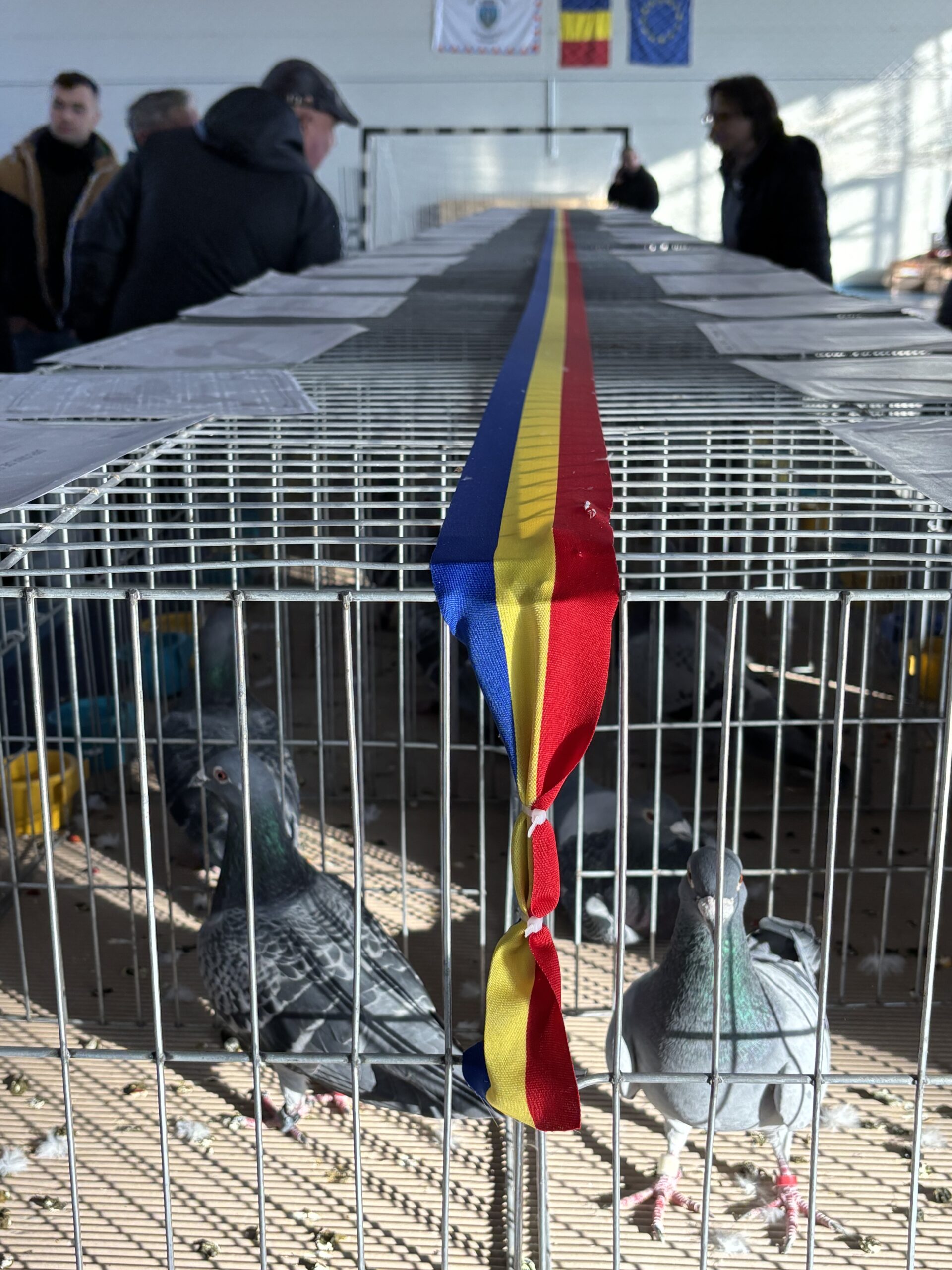 FOTO. Expoziția Provinciilor – Provincia de Vest, Satu Mare