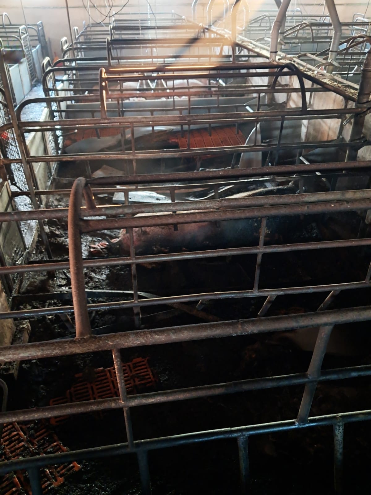 Incendiu la o hală de porci în Moftinu Mare. Pompierii au salvat peste 600 de animale