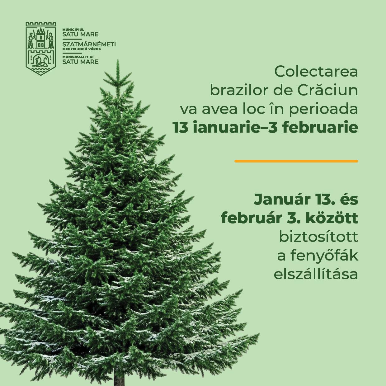 Anunț important: Colectarea brazilor de Crăciun în Satu Mare