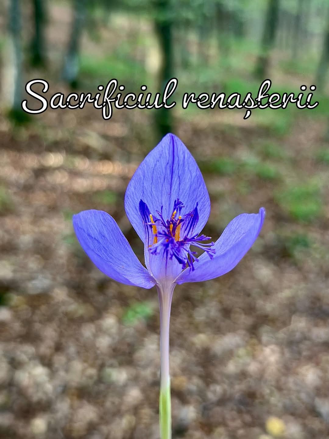 VERTICALI PENTRU ROMÂNIA: REGĂSIRI