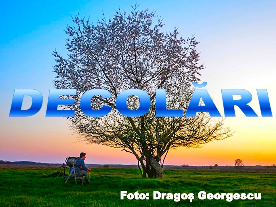 VERTICALI PENTRU ROMÂNIA: PAGINA LUI FLORIN