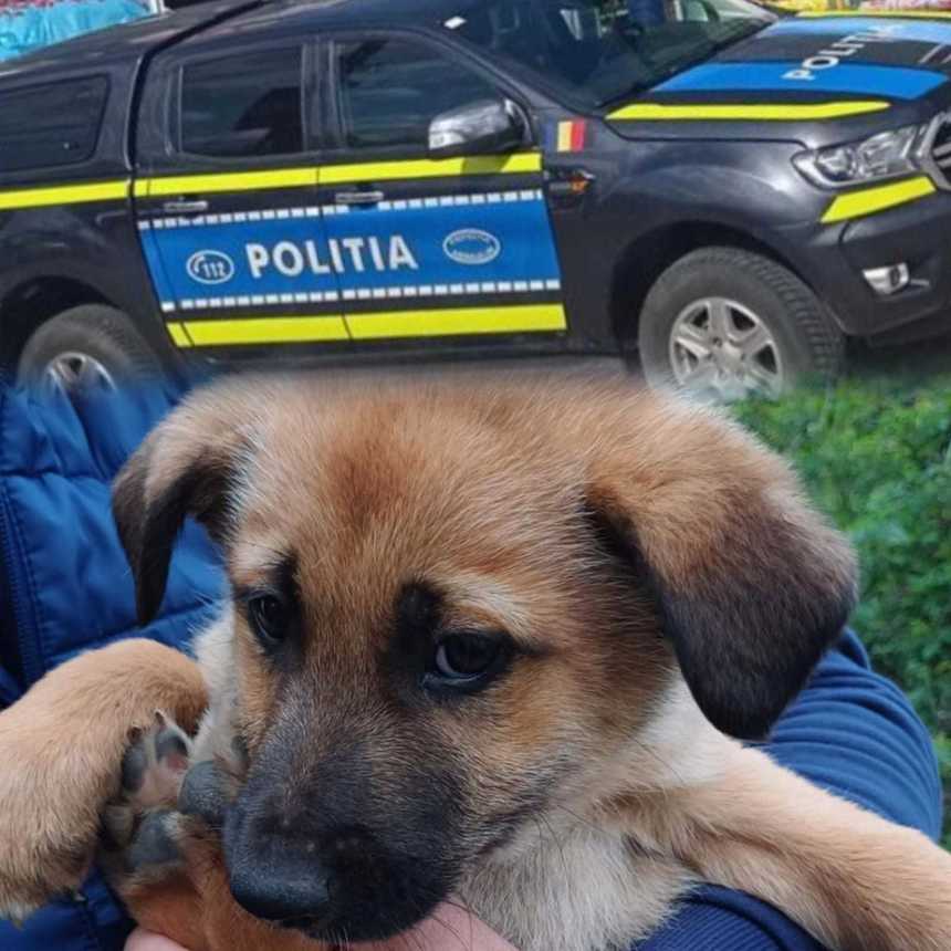 Om fără suflet. Bărbat amendat cu 3.000 de lei pentru că și-a abandonat câinele la Satu Mare