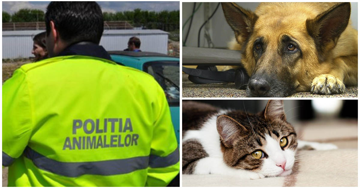 Poliția animalelor a aplicat aproape 20 de amenzi într-o comună din județ