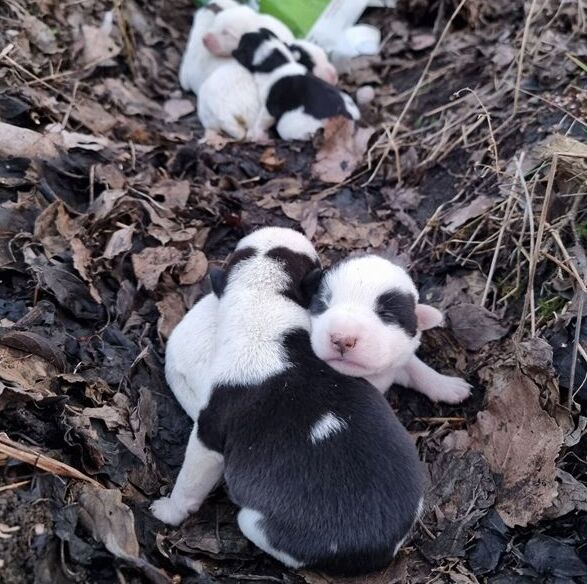 Cine-i om și cine-i câine?!?