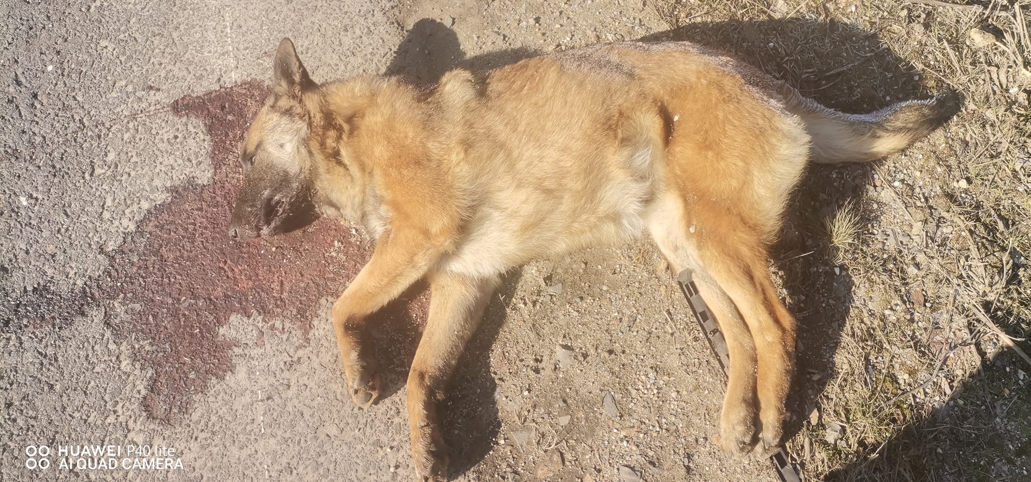 VIDEO/FOTO. INCREDIBIL! Șacal lovit pe un drum din județul Satu Mare – Crește numărul acestor prădători în zonă?