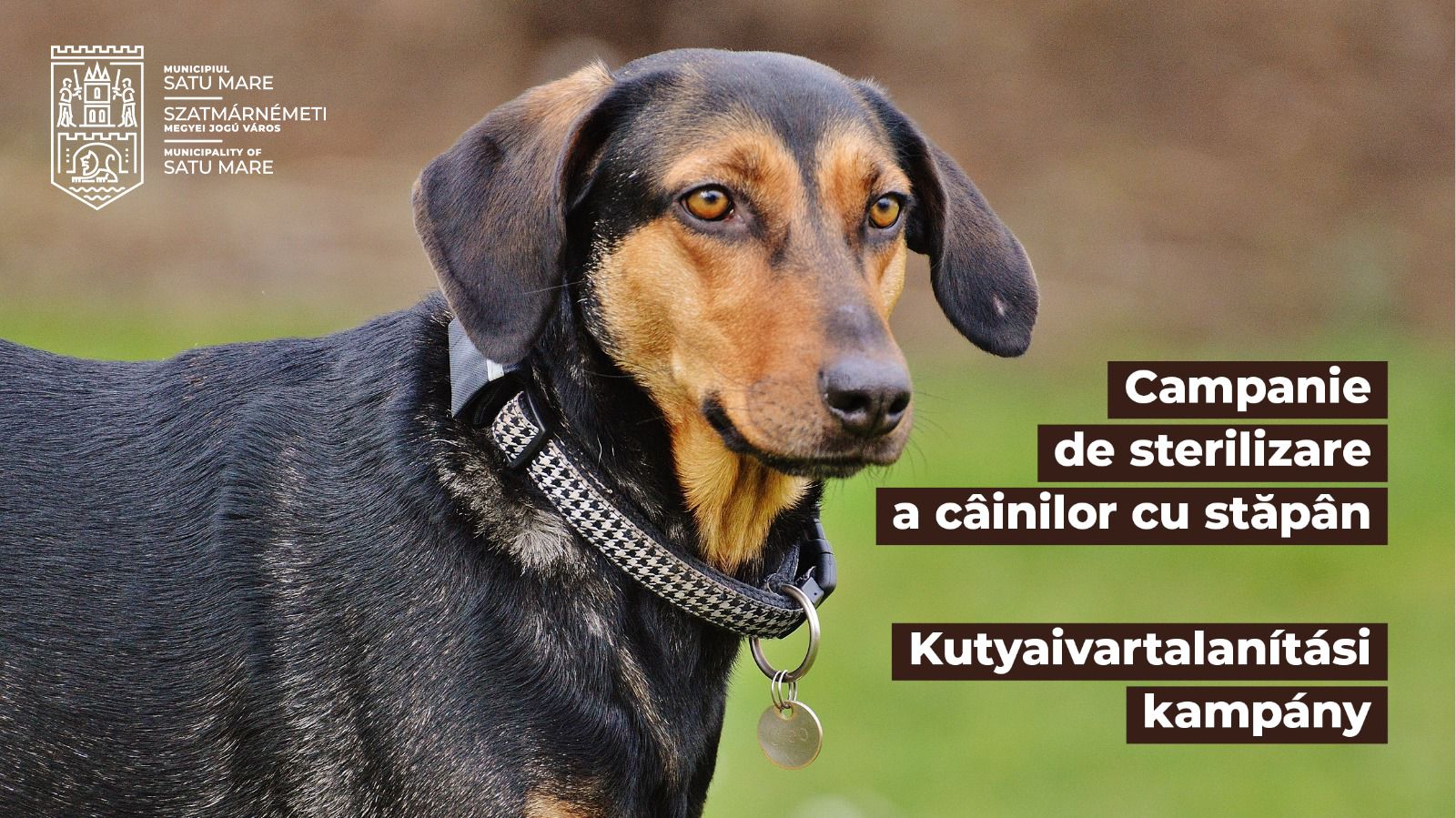Campania de sterilizare a câinilor continuă la Satu Mare. Derulată și susținută financiar de Primăria Municipiului