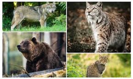 Recensământul carnivorelor mari în județ, organizat de APM Satu Mare