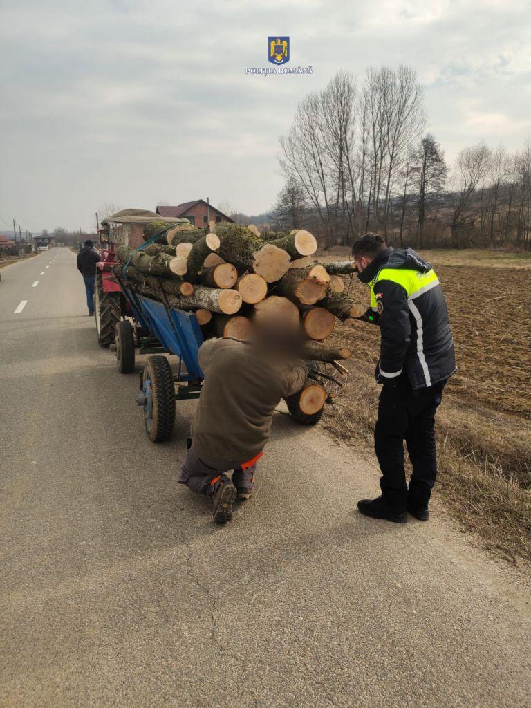 Afaceri ilegale cu lemne, în județ. Ce au găsit polițiștii sătmăreni
