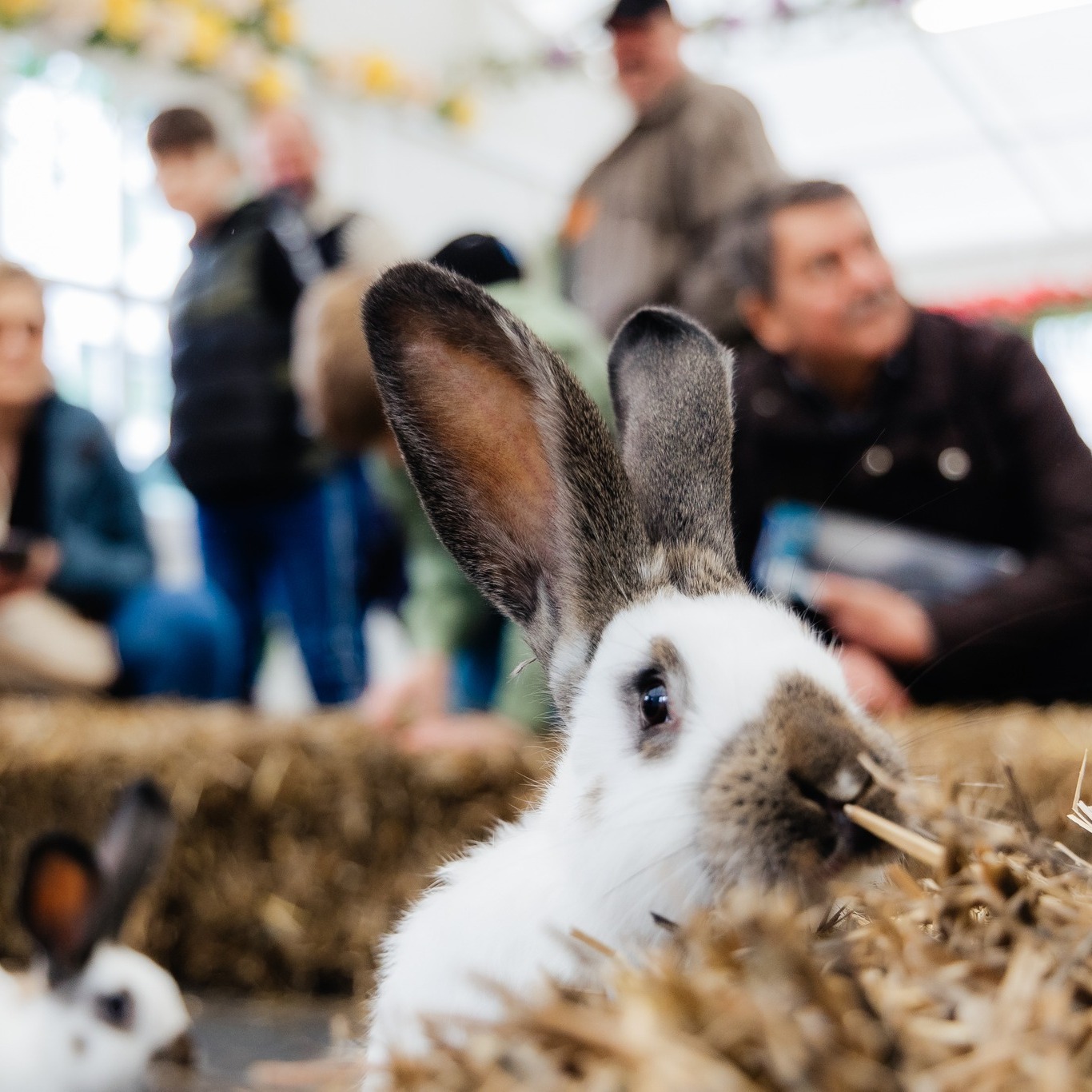 Sărbătorile Pascale prind viață la Târgul de Paște din Satu Mare!