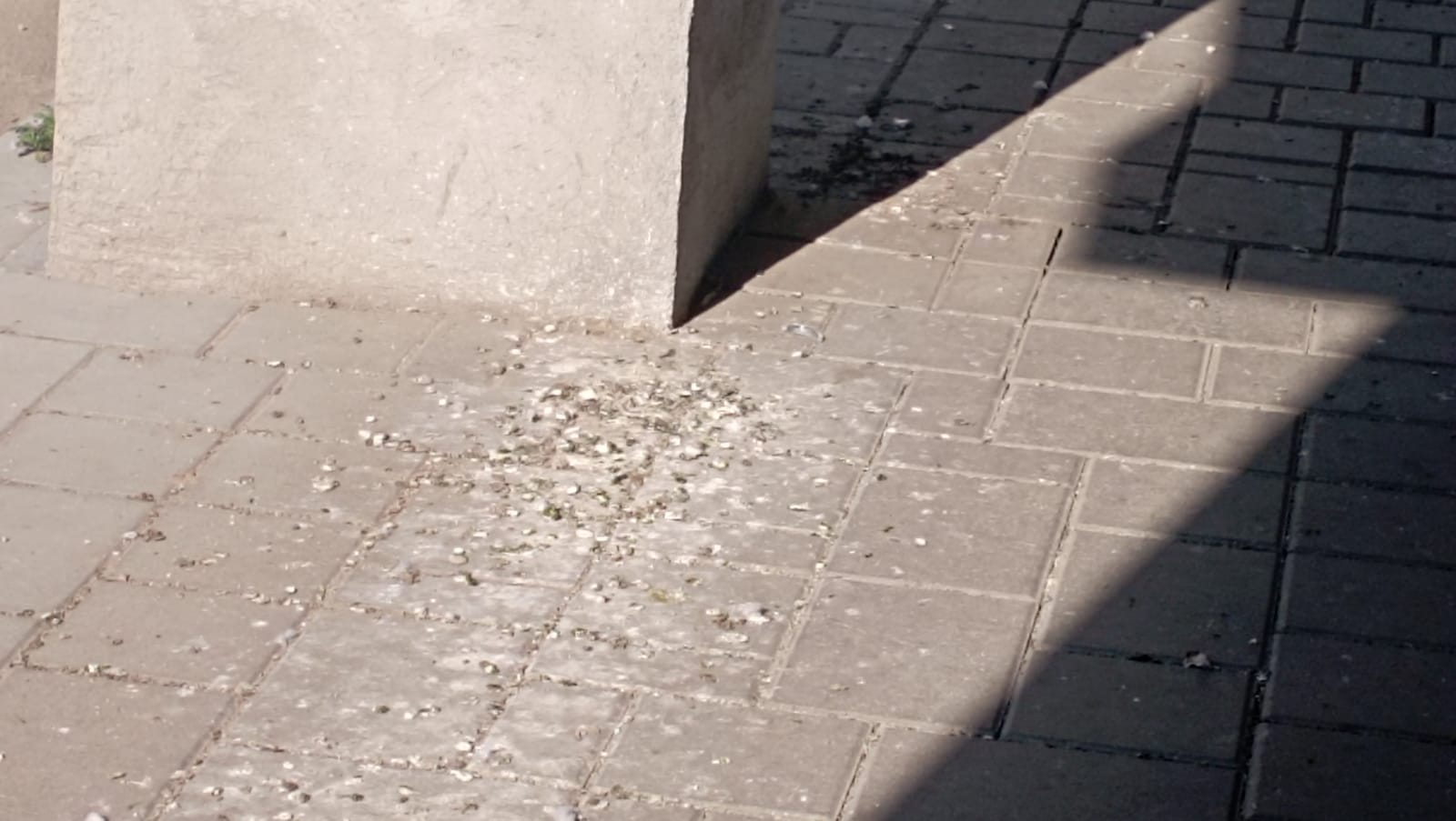 Ciorile-s rele, dar porumbeii?