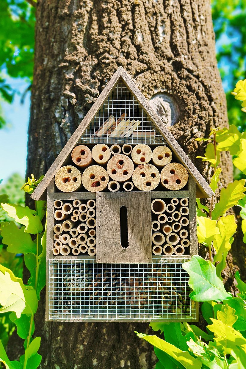 POLENIZARE „Hoteluri” pentru albine și fluturi în Satu Mare