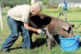 ATENȚIONARE DIN PARTEA DIRECȚIEI SANITARE VETERINARE ȘI PENTRU SIGURANȚA ALIMENTELOR SATU - MARE, PENTRU DIMINUAREA EFECTELOR NEGATIVE ALE CANICULEI