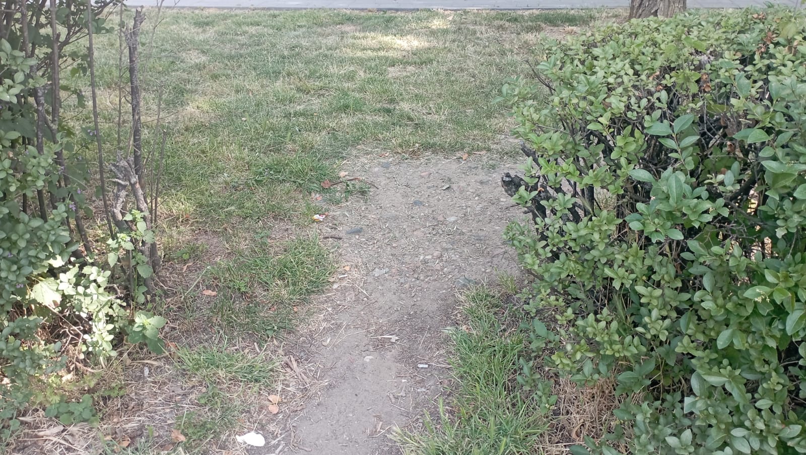 Nu rupeți gardul... viu