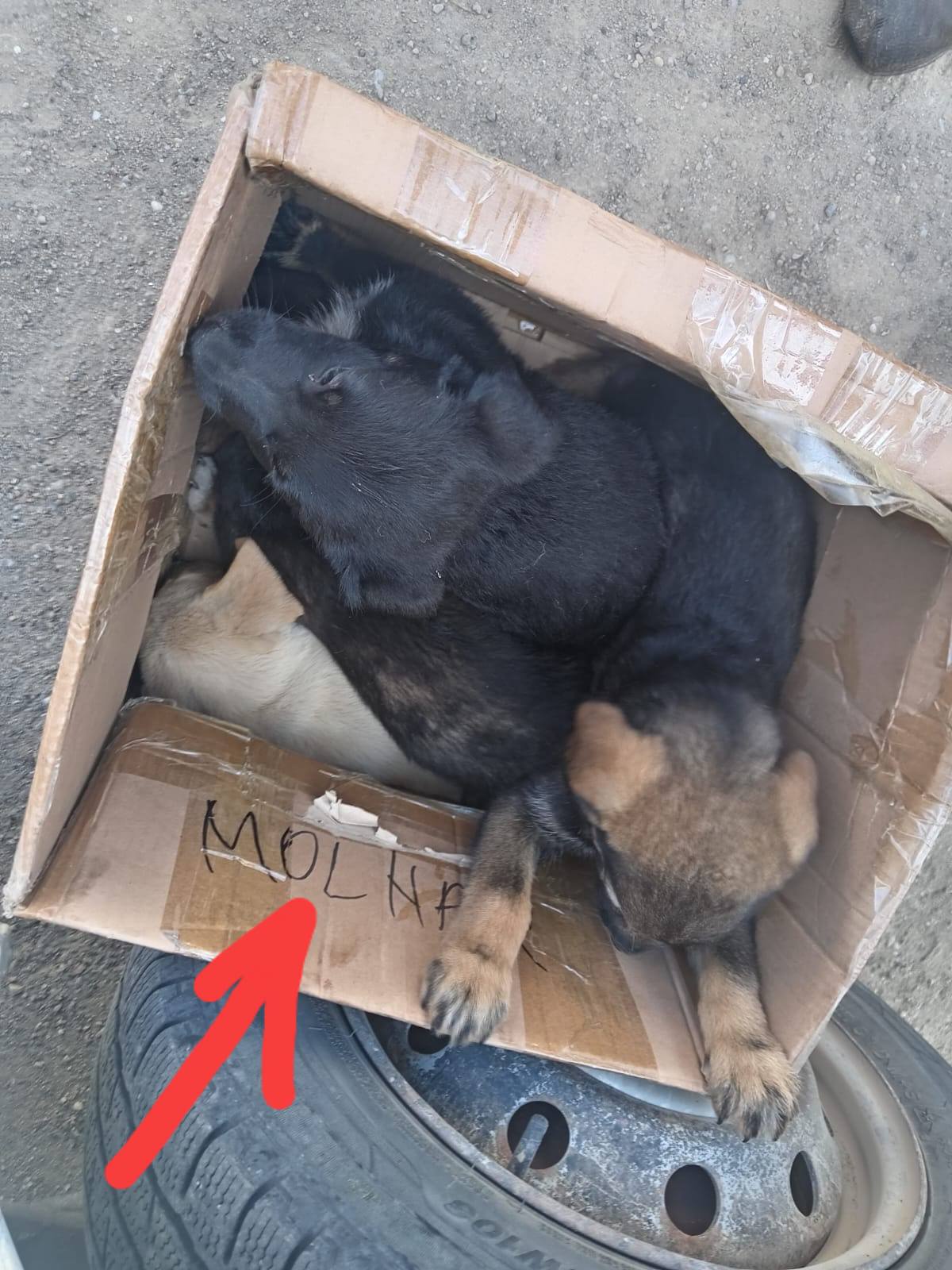 Câini abandonați, stăpâni fără suflet