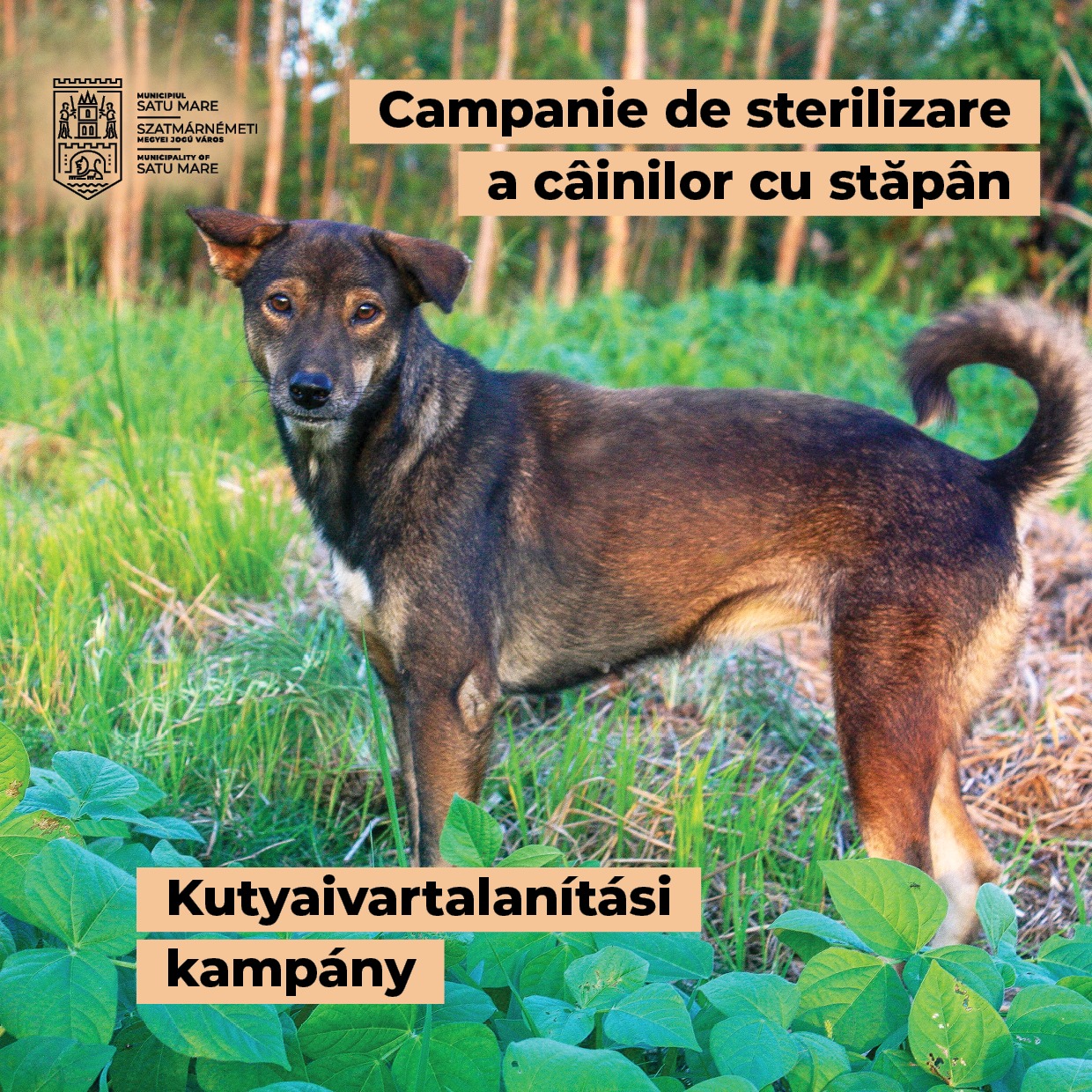 Campanie de sterilizare a câinilor cu stăpân la Satu Mare