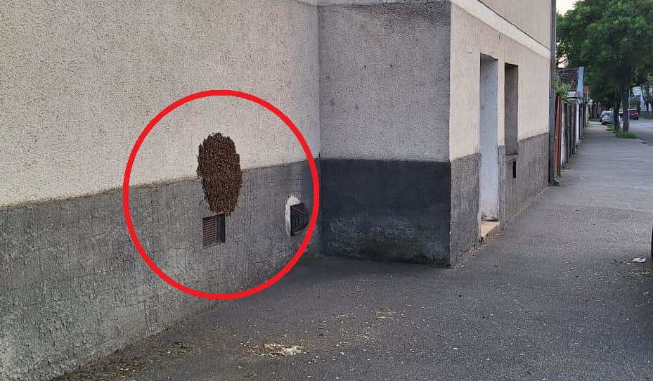 Roiuri de albine, capturate cu ajutorul jandarmilor, la Satu Mare