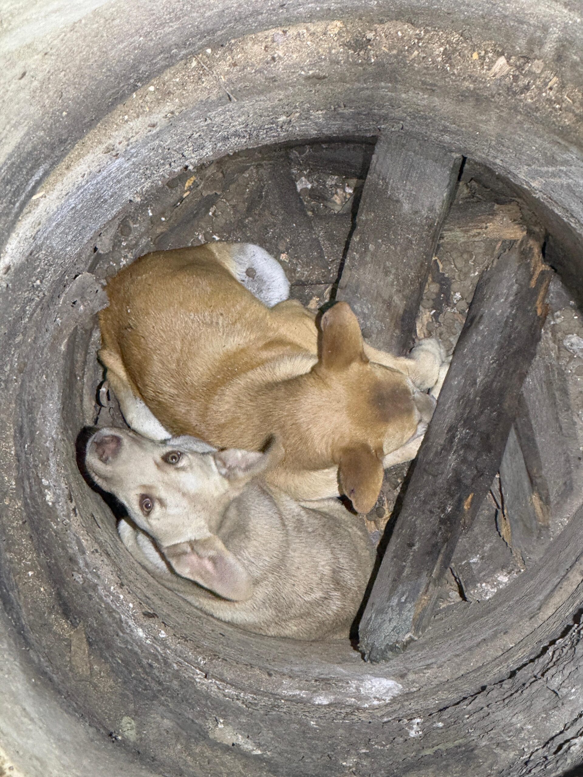 Căței salvați dintr-o fântână adâncă de 9 metri de pompierii Detașamentului Carei