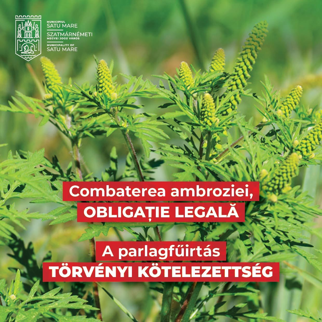 Apel public pentru combaterea ambroziei – pericolul invizibil pentru sănătate!