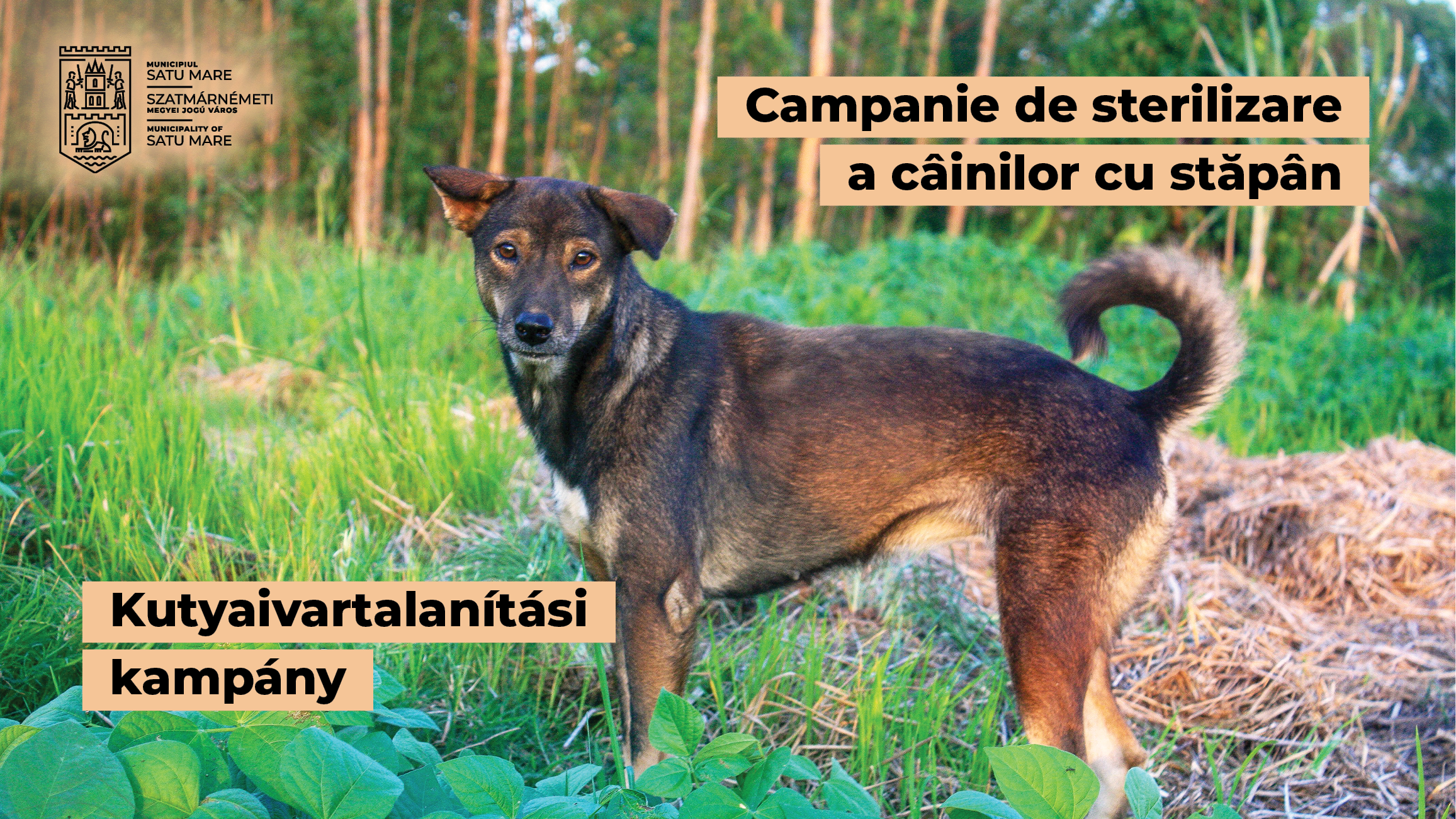 120 de locuri disponibile în campania de sterilizare a câinilor cu stăpân care aparțin rasei comune și metișilor acestora