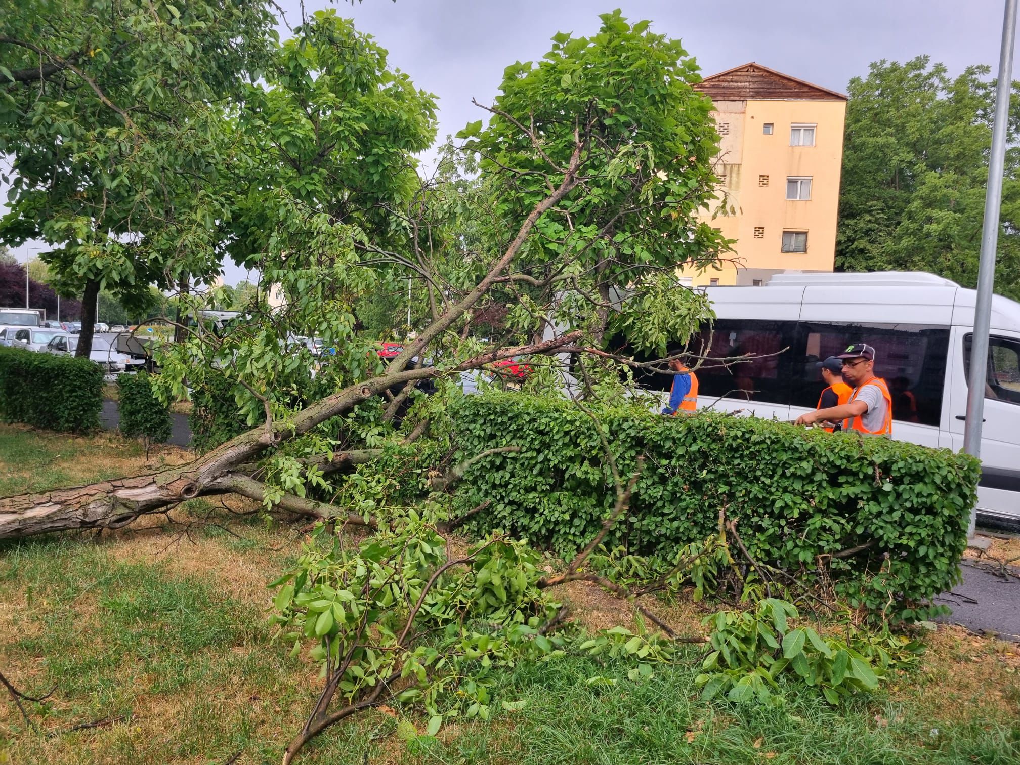 URGIE. Vijelia a făcut ravagii în Satu Mare