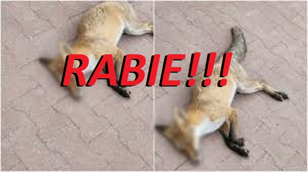 ALERTĂ Rabie confirmată în Porumbești – Autoritățile impun măsuri stricte în Satu Mare