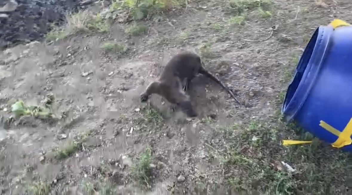 Jandarmii au intervenit pentru salvarea unei vidre intrate într-un salon de coafură din municipiul Carei.