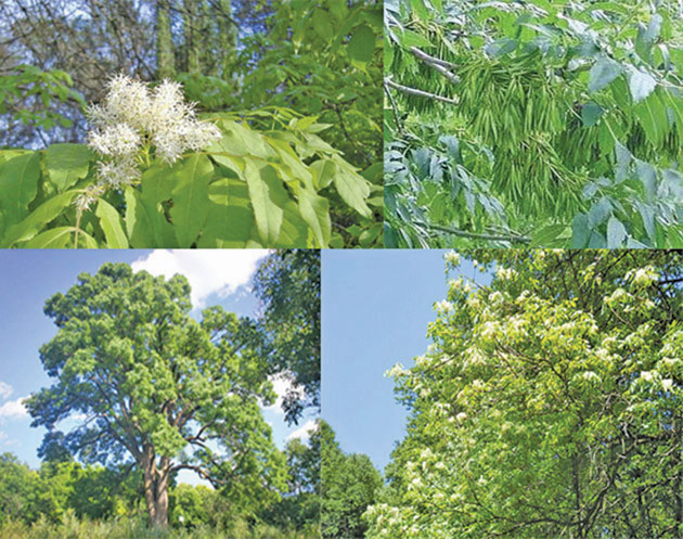 Descoperă frumusețea ascunsă a județului Satu Mare printr-un tur al celor mai spectaculoase arii naturale protejate