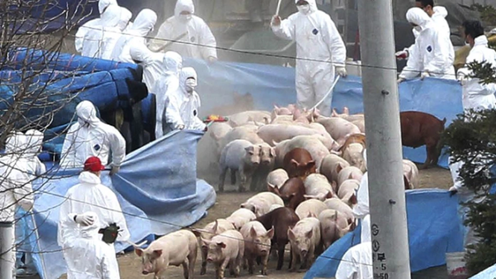 ALARMĂ!!! Măcel porcin la Satu Mare: peste 5.000 de porci sacrificați din cauza pestei porcine africane