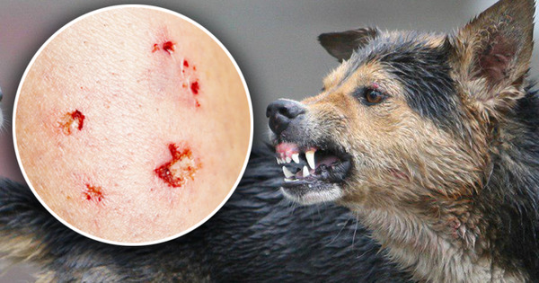 Rabie confirmată la o bovină în Dabolț