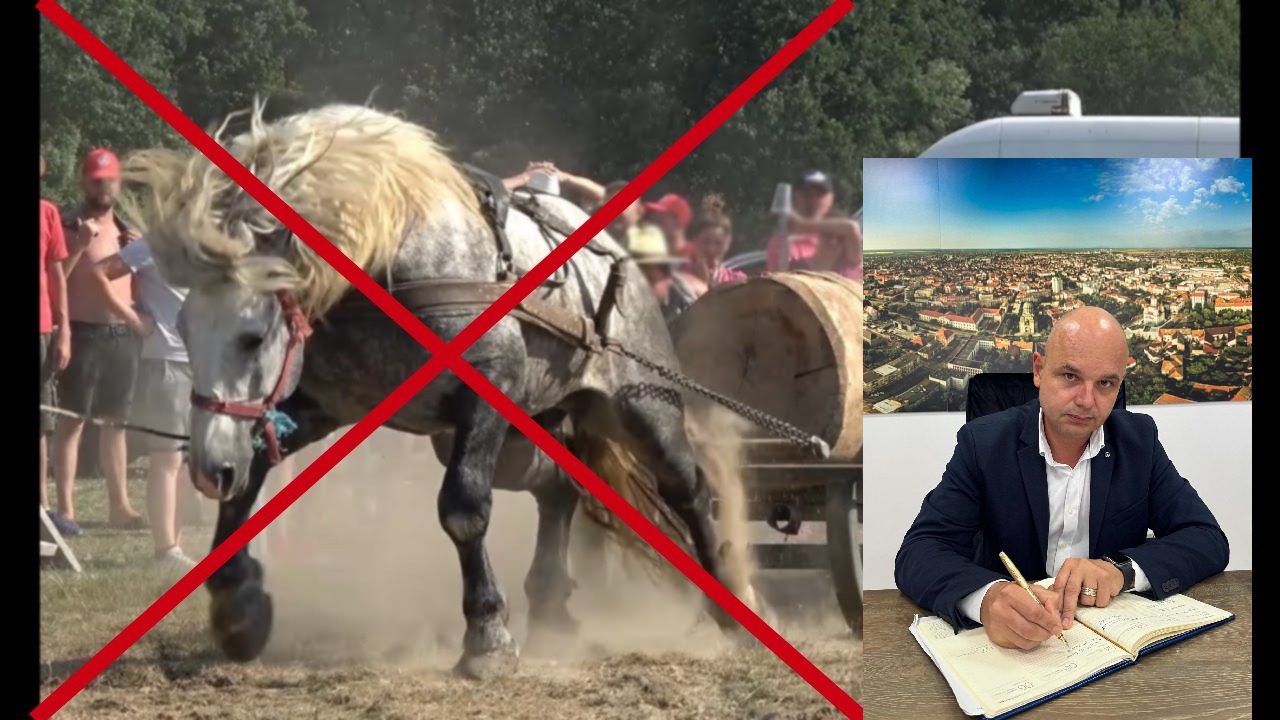 Stop cruzimii: Concursurile ecvestre cu tracțiune inutilă, interzise în județul Satu Mare