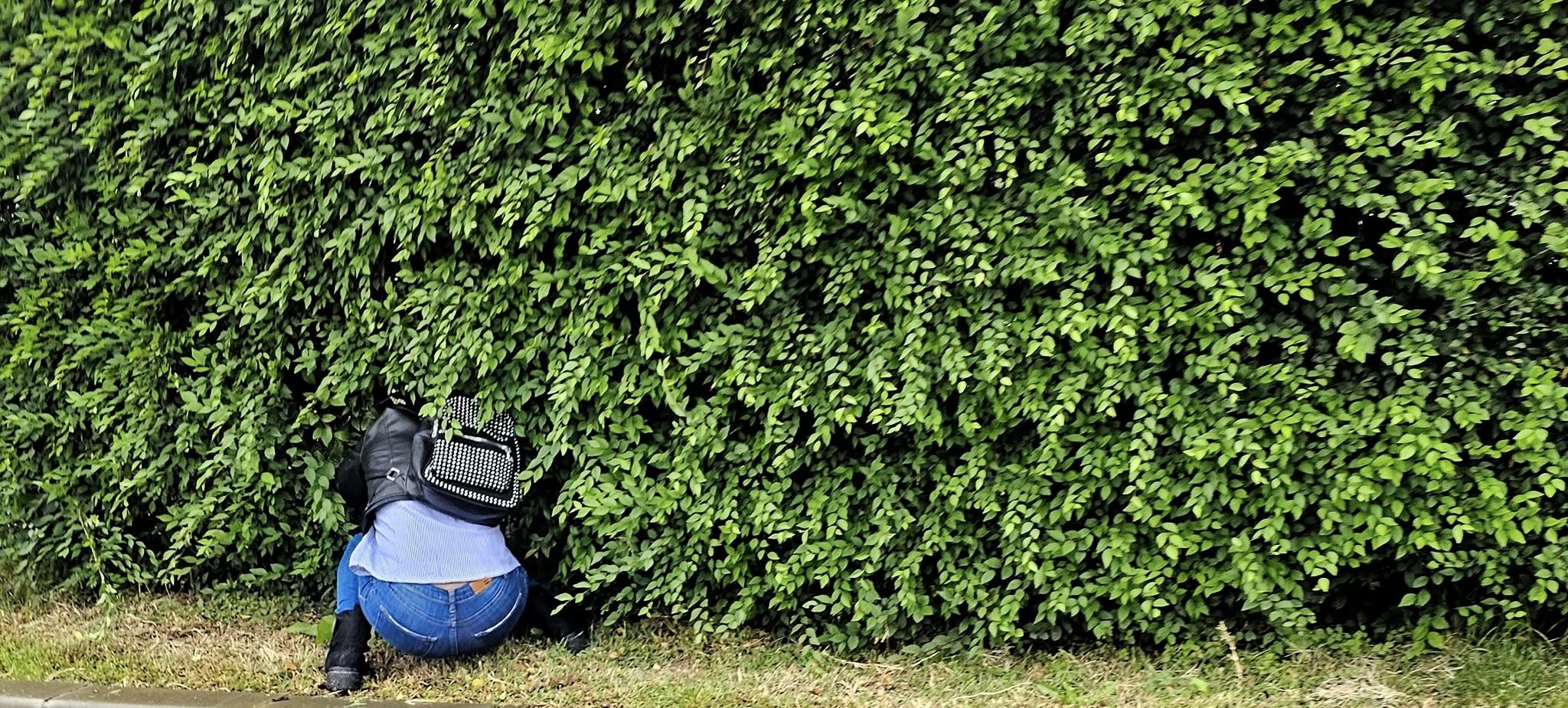 Fotografia lunii: Gardul foarte viu!