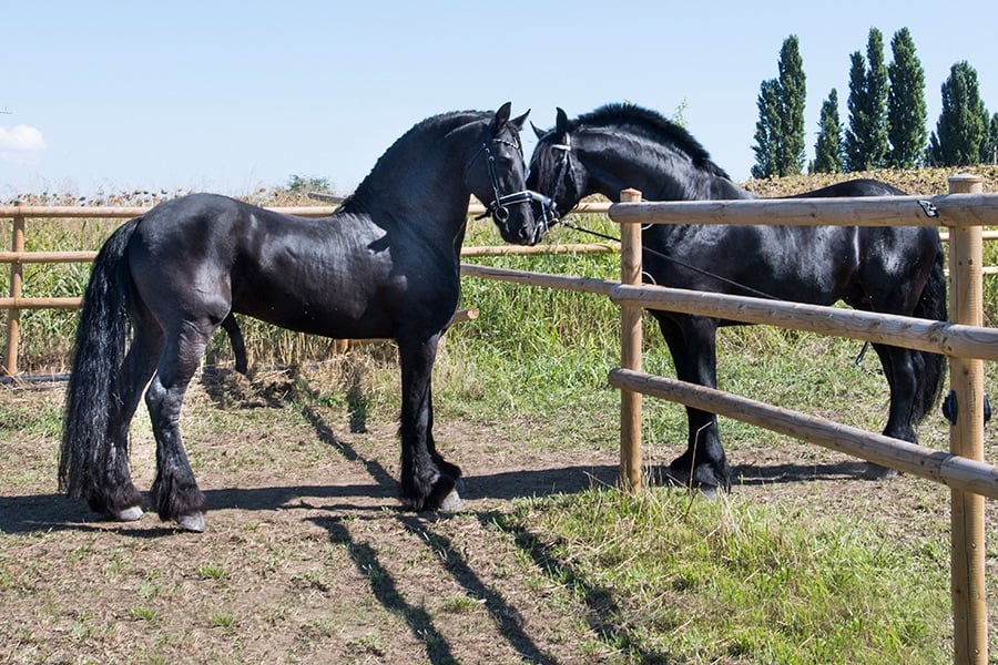 NOBLEȚE Primul Bal al Crescătorilor de Cai din România, la Satu Mare. O seară de gală dedicată pasiunii, tradiției și eleganței
