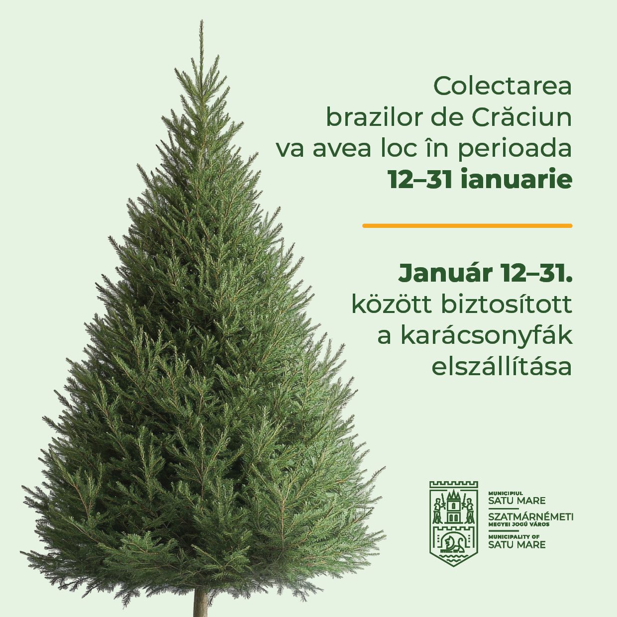 MEDIU Primăria Satu Mare demarează acțiunea de colectare a brazilor de Crăciun