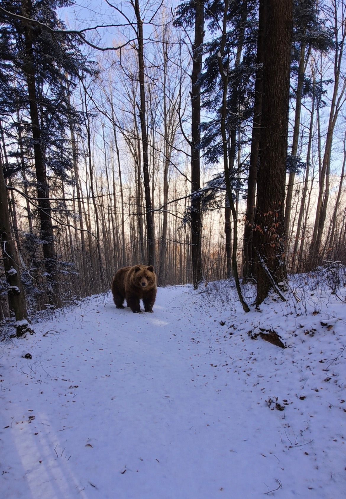 AVERTISMENT Prezență crescută a urșilor pe traseele montane din județul Satu Mare